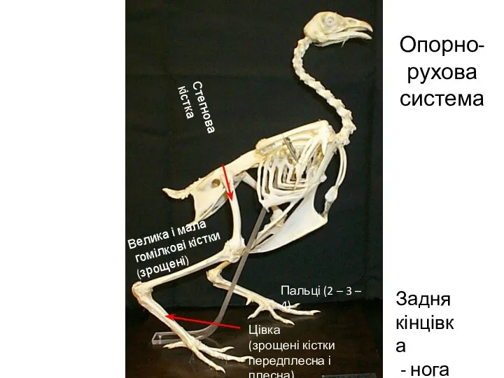 Опорно-рухова система Задня кінцівка - нога Стегнова кістка Велика і мала гомілкові