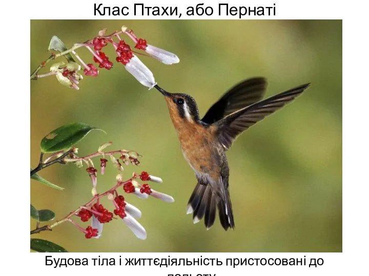 Клас Птахи, або Пернаті Будова тіла і життєдіяльність пристосовані до польоту