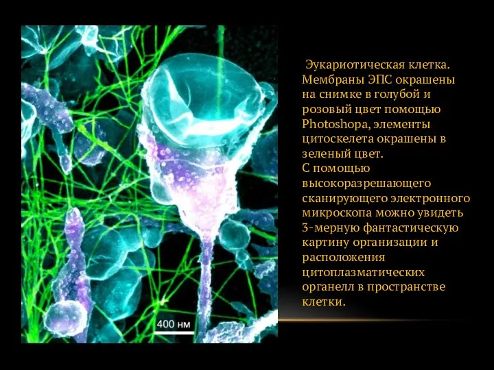 Эукариотическая клетка. Мембраны ЭПС окрашены на снимке в голубой и розовый цвет