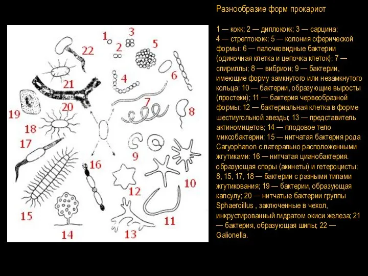 Разнообразие форм прокариот 1 — кокк; 2 — диплококк; 3 — сарцина;