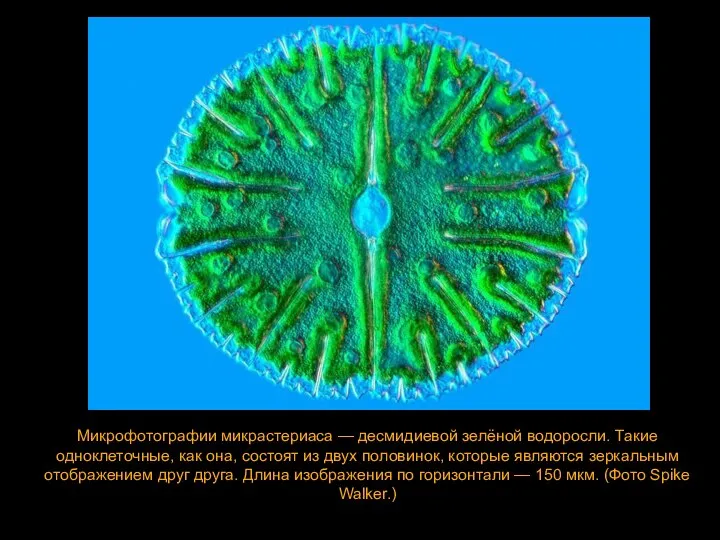 Микрофотографии микрастериаса — десмидиевой зелёной водоросли. Такие одноклеточные, как она, состоят из