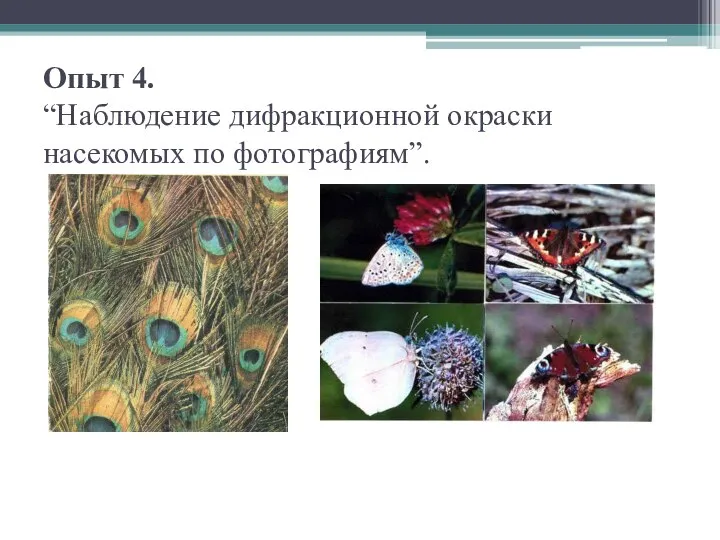 Опыт 4. “Наблюдение дифракционной окраски насекомых по фотографиям”.