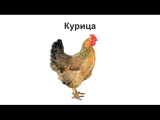 Курица