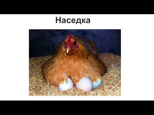 Наседка