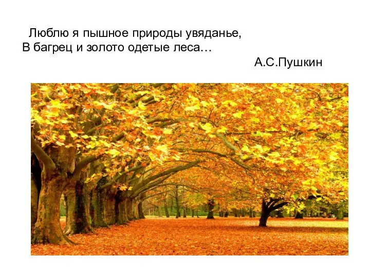 Люблю я пышное природы увяданье, В багрец и золото одетые леса… А.С.Пушкин