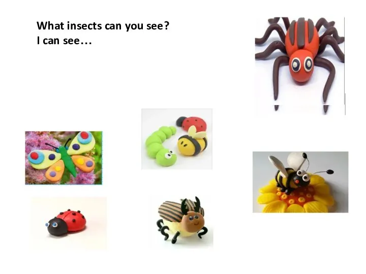 What insects can you see? I can see…