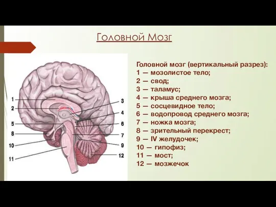 Головной Мозг Головной мозг (вертикальный разрез): 1 — мозолистое тело; 2 —