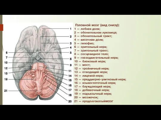 Головной мозг (вид снизу): 1 — лобная доля; 2 — обонятельная луковица;