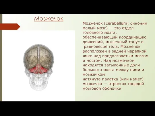 Мозжечок Мозжечок (cerebellum; синоним малый мозг) — это отдел головного мозга, обеспечивающий