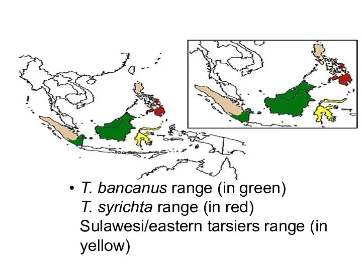 T. bancanus range (in green) T. syrichta range (in red) Sulawesi/eastern tarsiers range (in yellow)