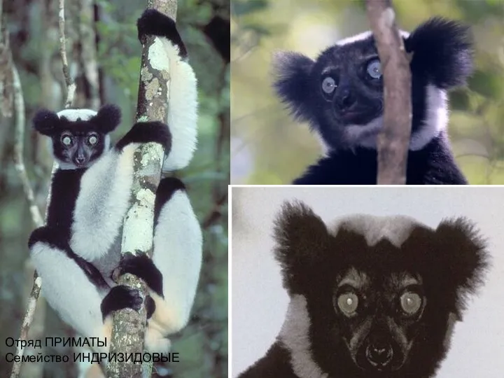 Отряд ПРИМАТЫ Семейство ИНДРИЗИДОВЫЕ Babakoto (Indri indri)