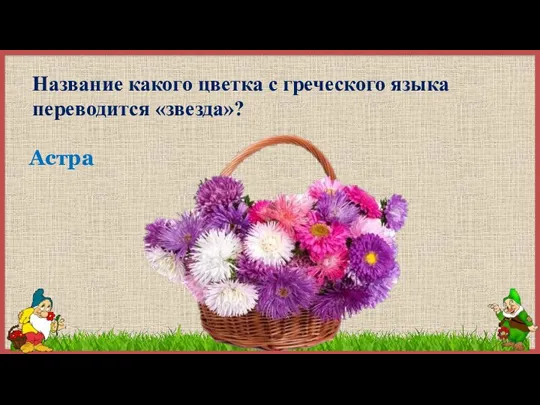 Название какого цветка с греческого языка переводится «звезда»? Астра