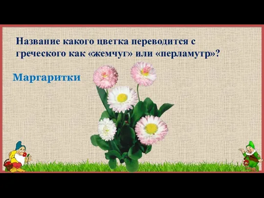 Название какого цветка переводится с греческого как «жемчуг» или «перламутр»? Маргаритки