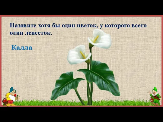 Назовите хотя бы один цветок, у которого всего один лепесток. Калла