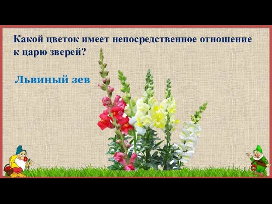 Какой цветок имеет непосредственное отношение к царю зверей? Львиный зев