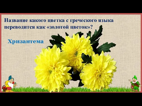 Название какого цветка с греческого языка переводится как «золотой цветок»? Хризантема