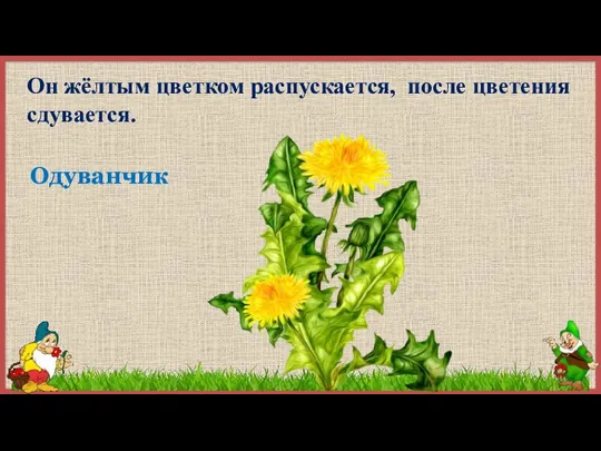 Он жёлтым цветком распускается, после цветения сдувается. Одуванчик