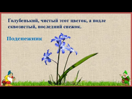 Голубенький, чистый этот цветок, а подле сквозистый, последний снежок. Подснежник