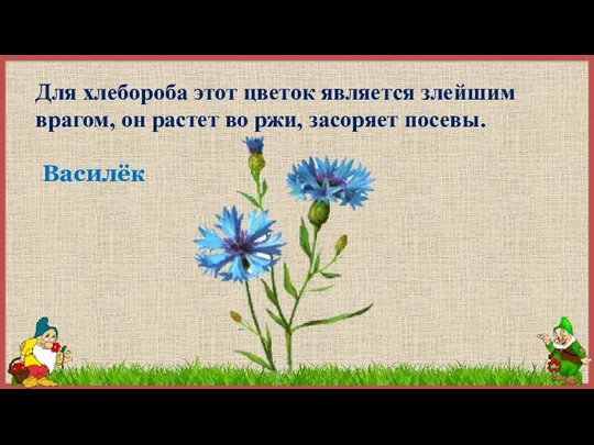 Для хлебороба этот цветок является злейшим врагом, он растет во ржи, засоряет посевы. Василёк