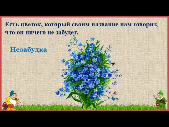 Есть цветок, который своим название нам говорит, что он ничего не забудет. Незабудка