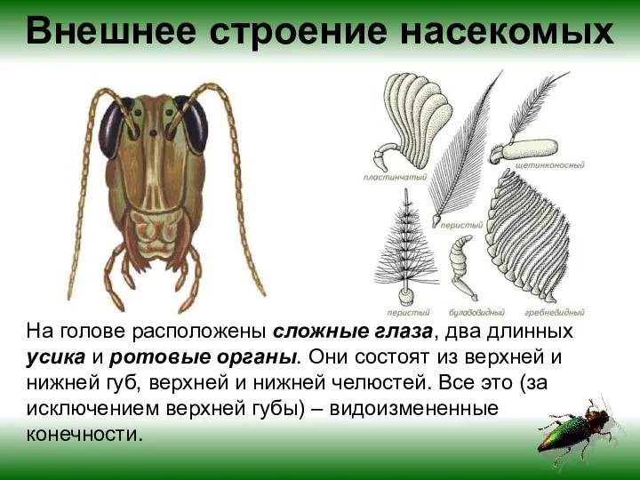 Внешнее строение насекомых На голове расположены сложные глаза, два длинных усика и