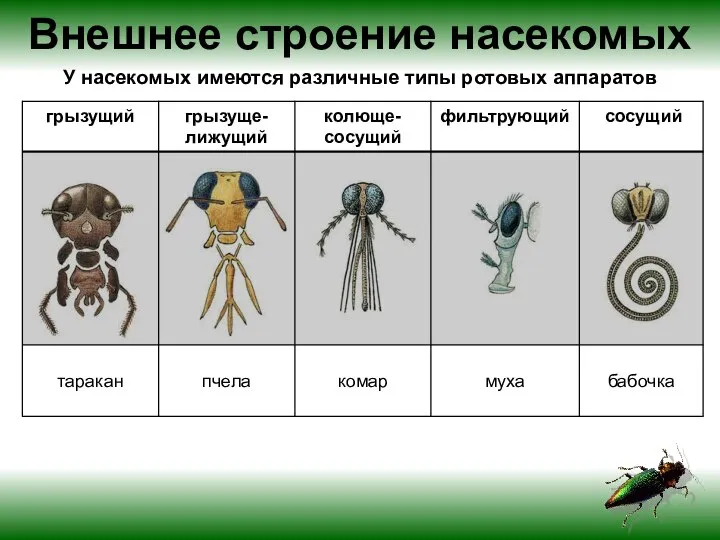 Внешнее строение насекомых У насекомых имеются различные типы ротовых аппаратов