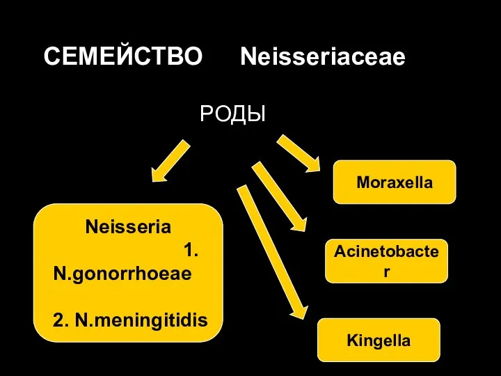 СЕМЕЙСТВО Neisseriaceae РОДЫ Neisseria 1. N.gonorrhoeae 2. N.meningitidis Moraxella Acinetobacter Kingella