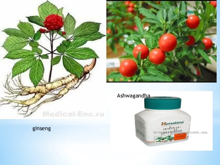 ginseng Ashwagandha