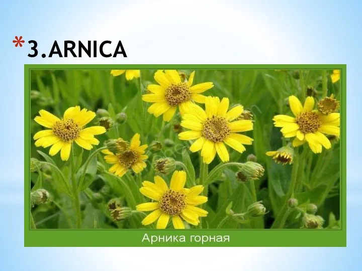 3.ARNICA