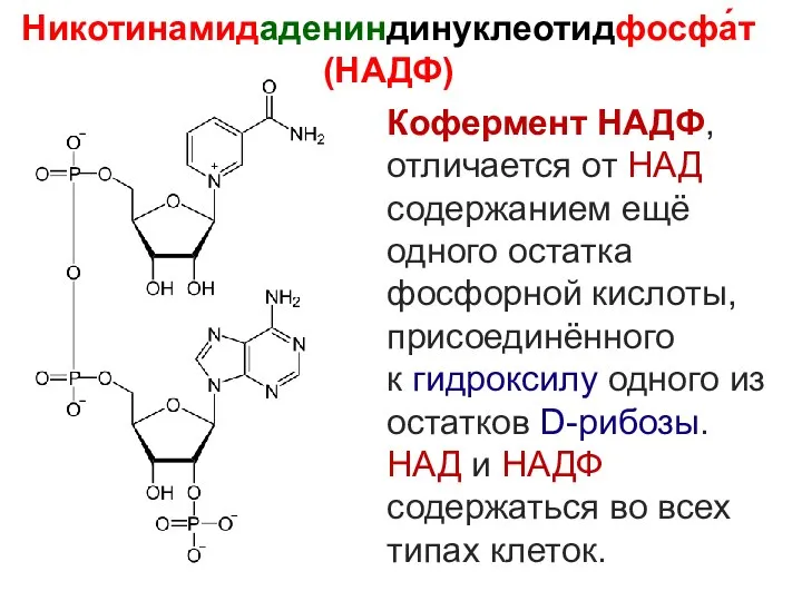 Никотинамидадениндинуклеотидфосфа́т (НАДФ) Кофермент НАДФ, отличается от НАД содержанием ещё одного остатка фосфорной