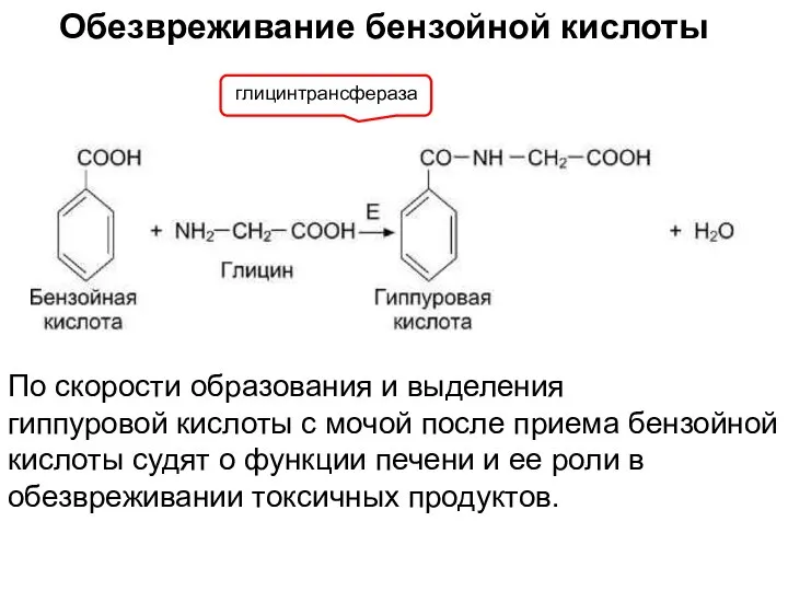 Обезвреживание бензойной кислоты глицинтрансфераза По скорости образования и выделения гиппуровой кислоты с