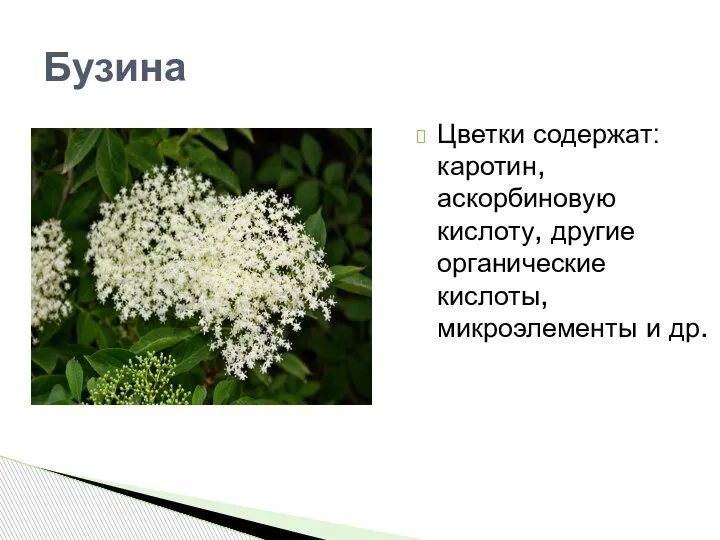 Бузина Цветки содержат: каротин, аскорбиновую кислоту, другие органические кислоты, микроэлементы и др.