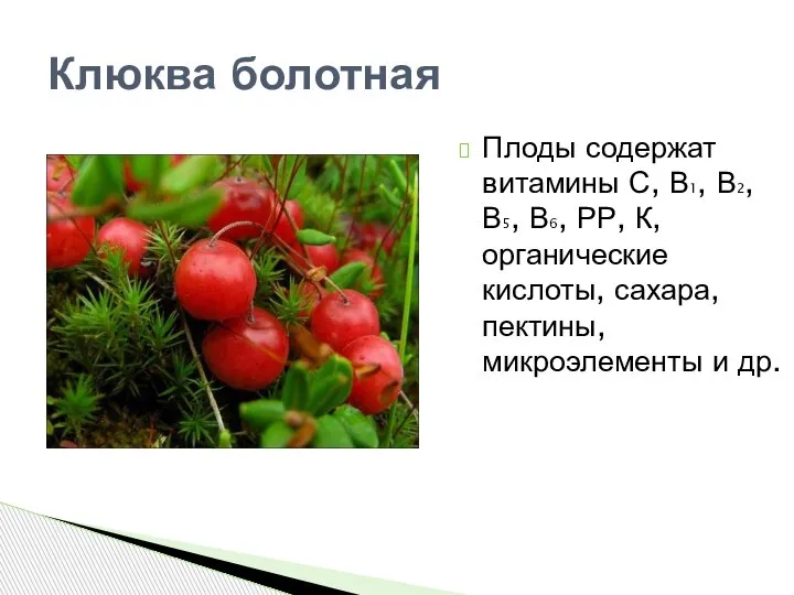 Клюква болотная Плоды содержат витамины С, В1, В2, В5, В6, РР, К,