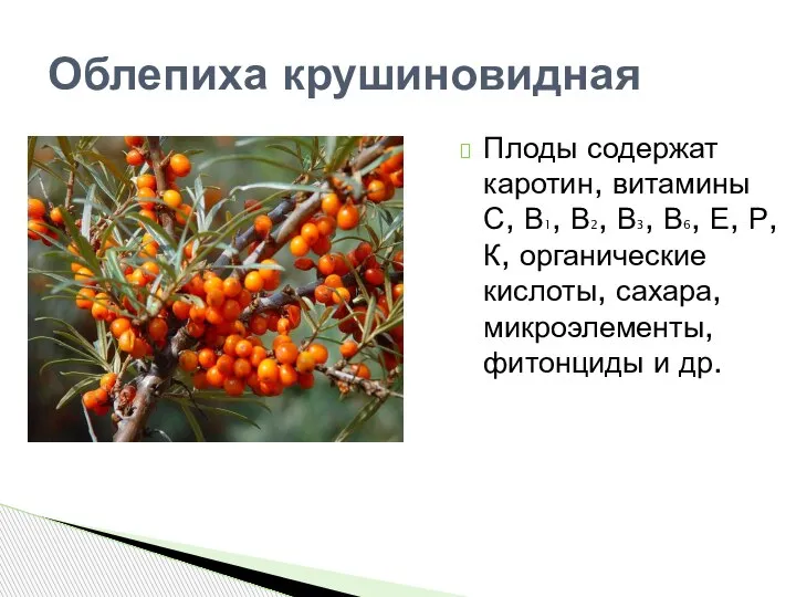 Облепиха крушиновидная Плоды содержат каротин, витамины С, В1, В2, В3, В6, Е,