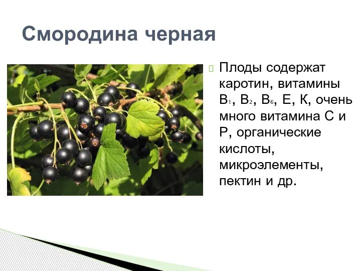 Смородина черная Плоды содержат каротин, витамины В1, В2, В6, Е, К, очень