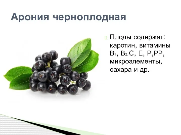 Арония черноплодная Плоды содержат: каротин, витамины В1, В2, С, Е, Р,РР, микроэлементы, сахара и др.