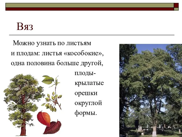 Вяз Можно узнать по листьям и плодам: листья «кособокие», одна половина больше