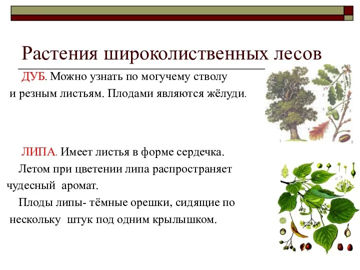 Растения широколиственных лесов ДУБ. Можно узнать по могучему стволу и резным листьям.