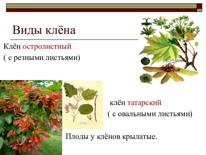 Виды клёна Клён остролистный ( с резными листьями) клён татарский ( с