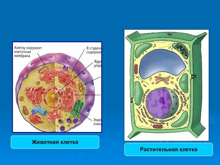 Животная клетка Растительная клетка