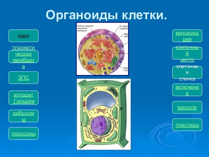 Органоиды клетки. ядро пластиды вакуоли включения клеточная стенка митохондрии клеточный центр плазматическая