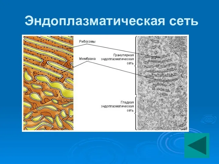 Эндоплазматическая сеть