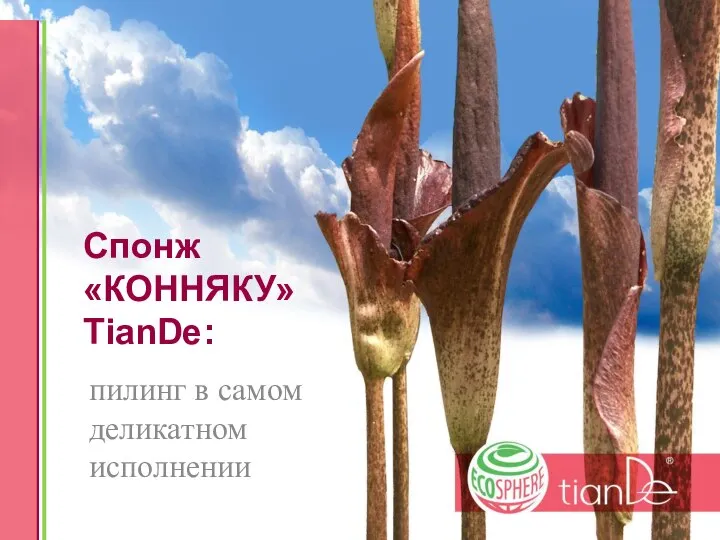 Спонж «КОННЯКУ» TianDe: пилинг в самом деликатном исполнении