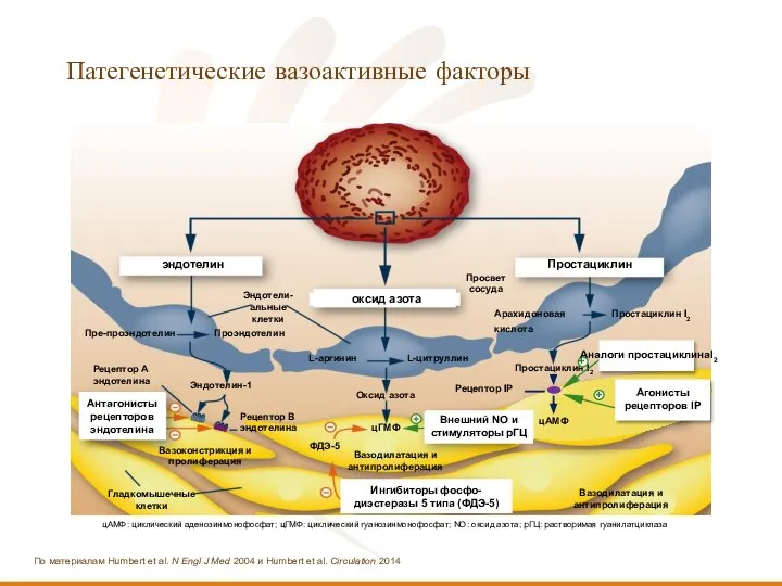 Патегенетические вазоактивные факторы эндотелин Простациклин Вазодилатация и антипролиферация Вазодилатация и антипролиферация Вазоконстрикция