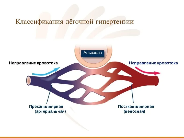 Классификация лёгочной гипертензии Направление кровотока Направление кровотока Альвеола Посткапиллярная (венозная) Прекапиллярная (артериальная)