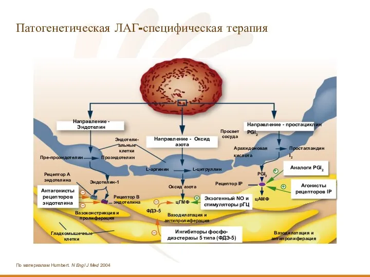 Патогенетическая ЛАГ-специфическая терапия Направление - Эндотелин Направление - простациклин PGI2 Вазодилатация и