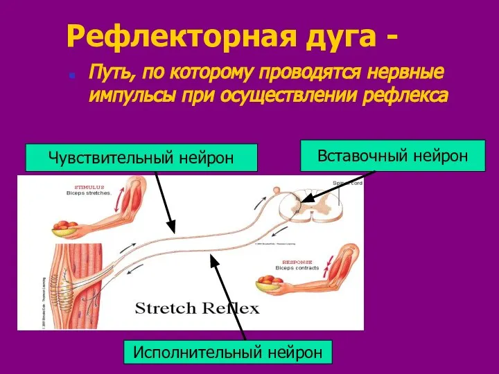 Рефлекторная дуга - Путь, по которому проводятся нервные импульсы при осуществлении рефлекса