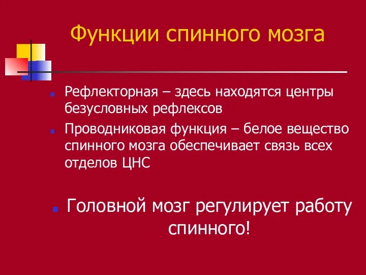 Функции спинного мозга Рефлекторная – здесь находятся центры безусловных рефлексов Проводниковая функция