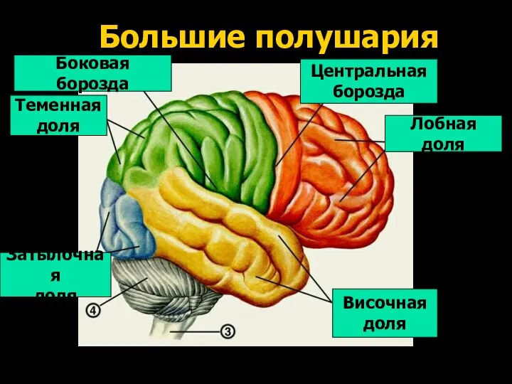 Большие полушария Лобная доля Центральная борозда Боковая борозда Теменная доля Височная доля Затылочная доля