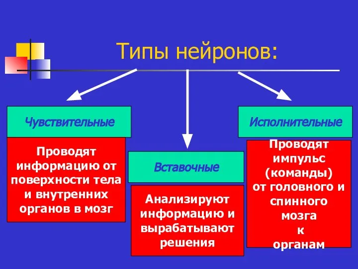 Типы нейронов: Чувствительные Вставочные Исполнительные Проводят информацию от поверхности тела и внутренних